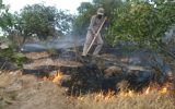 آتش زدن درختان بلوط منطقه حفاظت شده دنای شرقی با هدف زمین‌خواری